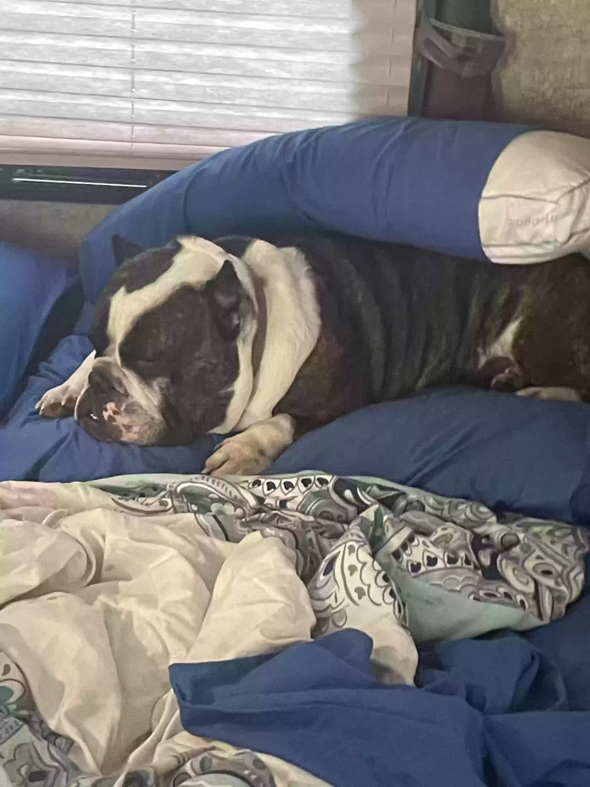 Lost dog in Thomasville, NC, 27360