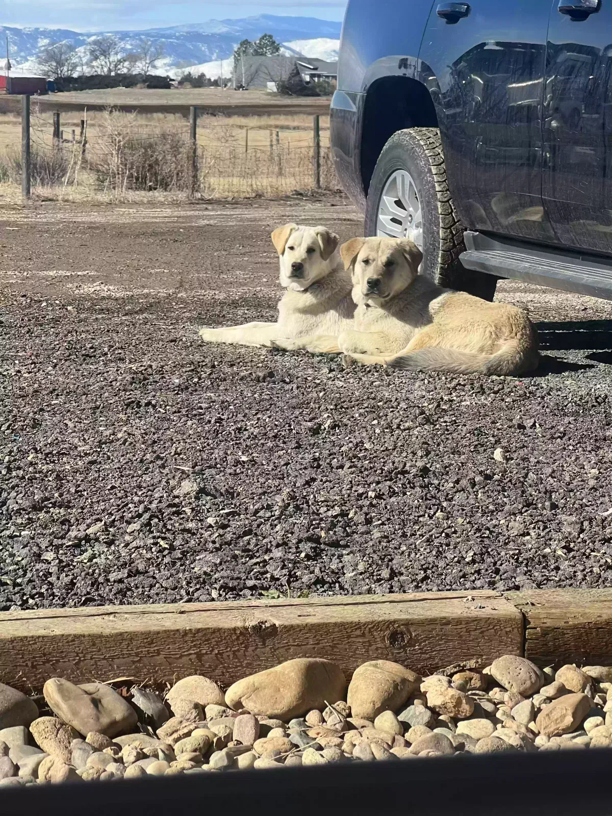Lost dog in Wellington, CO, 80549