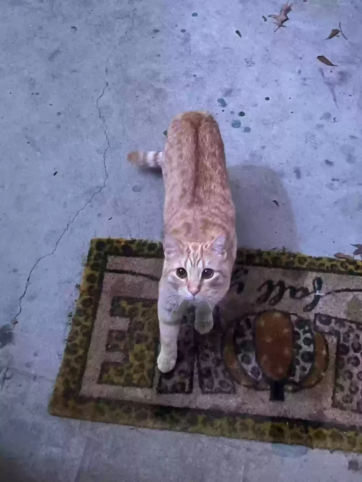 Lost cat in Broken Arrow, OK, 74012