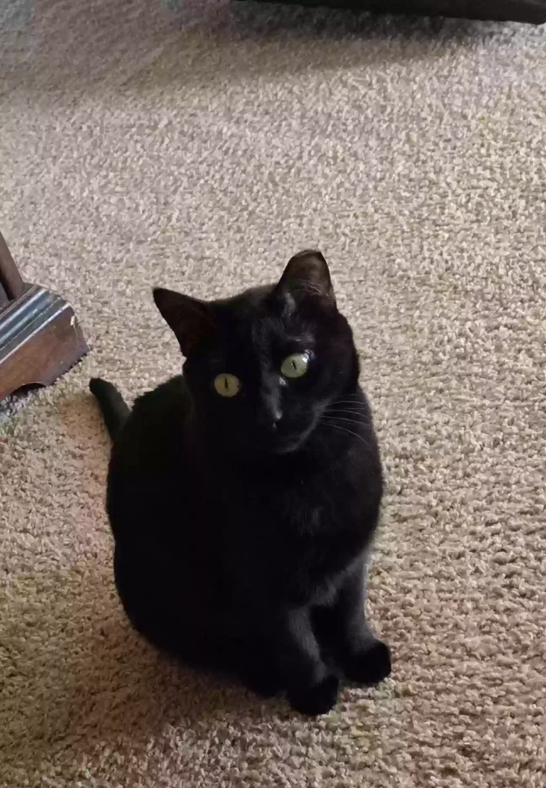 Lost cat in East Bend, NC, 27018