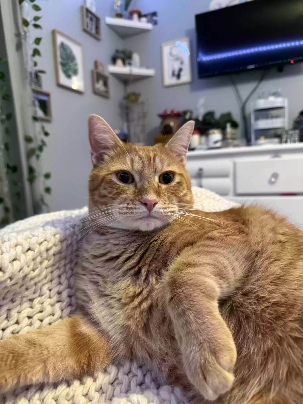 Lost cat in Eustis, FL, 32736