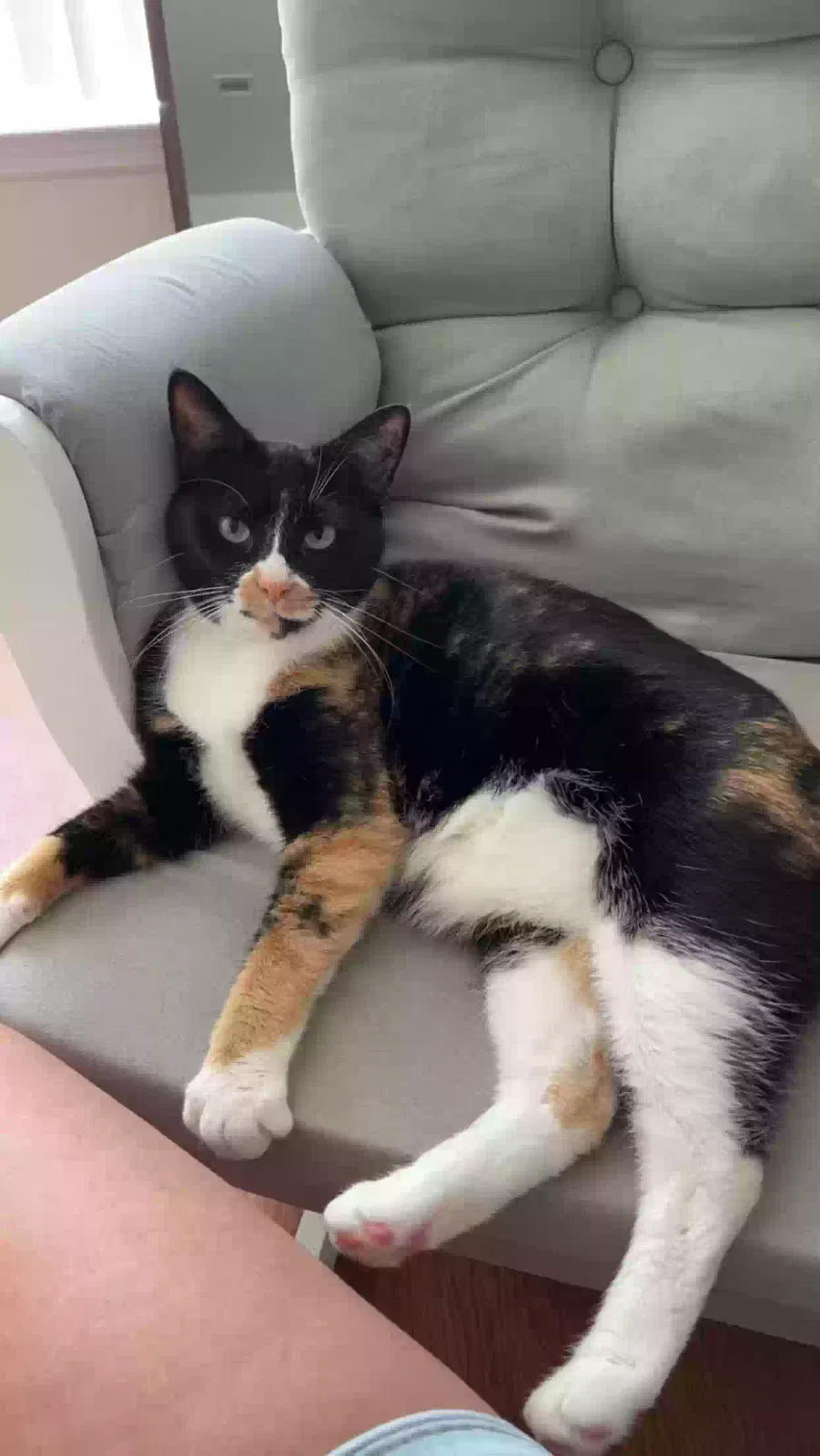 Lost cat in Novi, MI, 48377