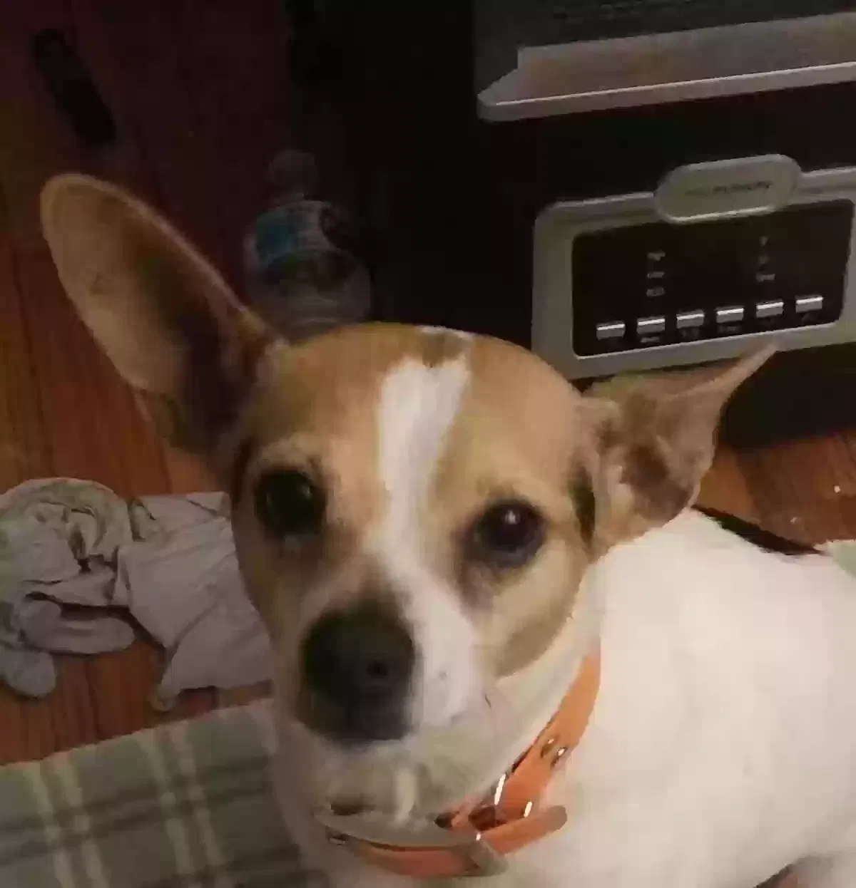 Lost dog in Hixson, TN, 37343