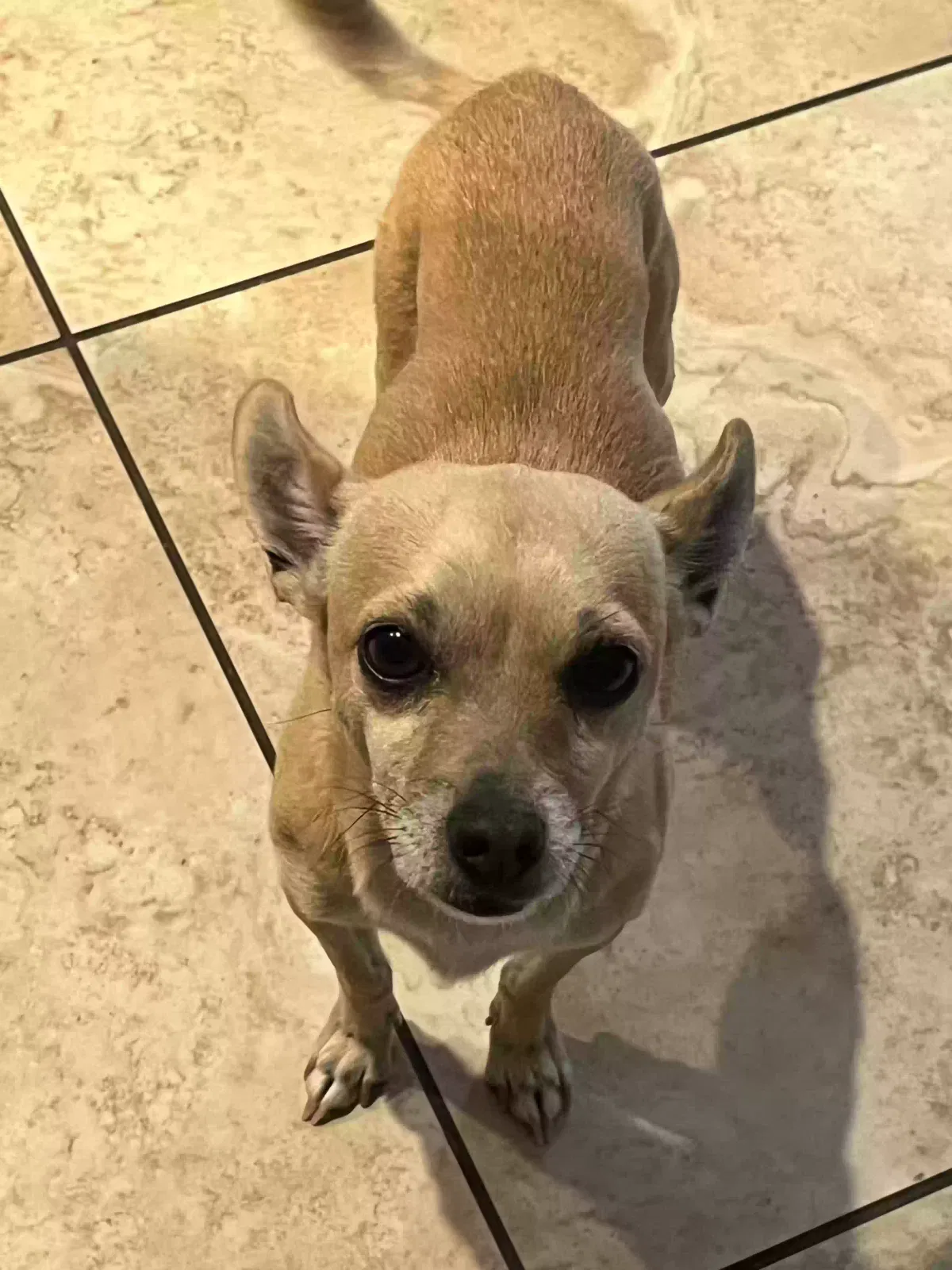 Lost dog in North Las Vegas, NV, 89081