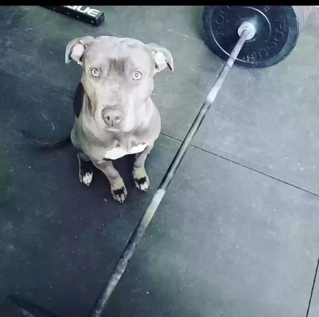 Lost dog in Chesapeake, VA, 23324