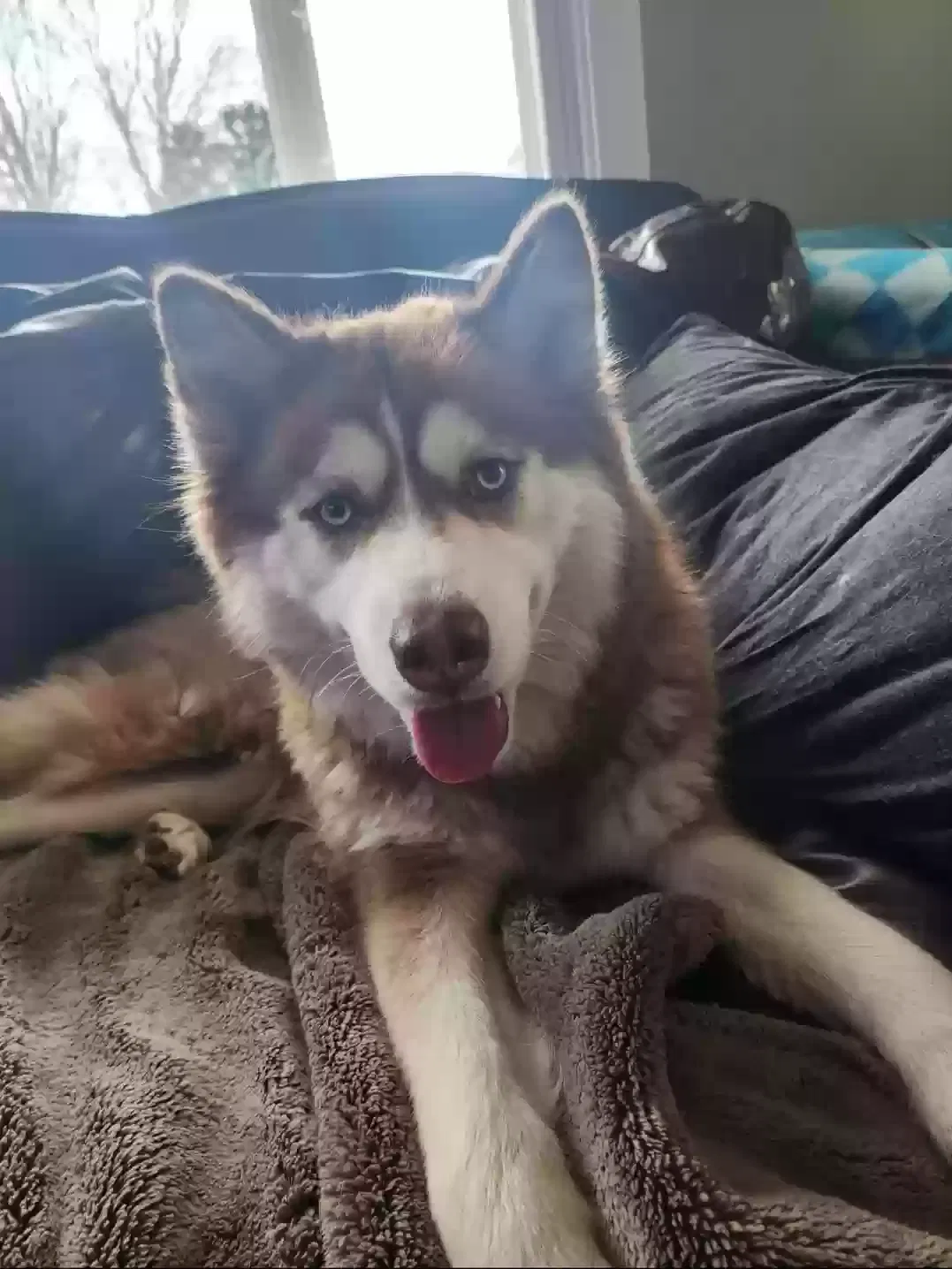 Lost dog in Virginia Beach, VA, 23452
