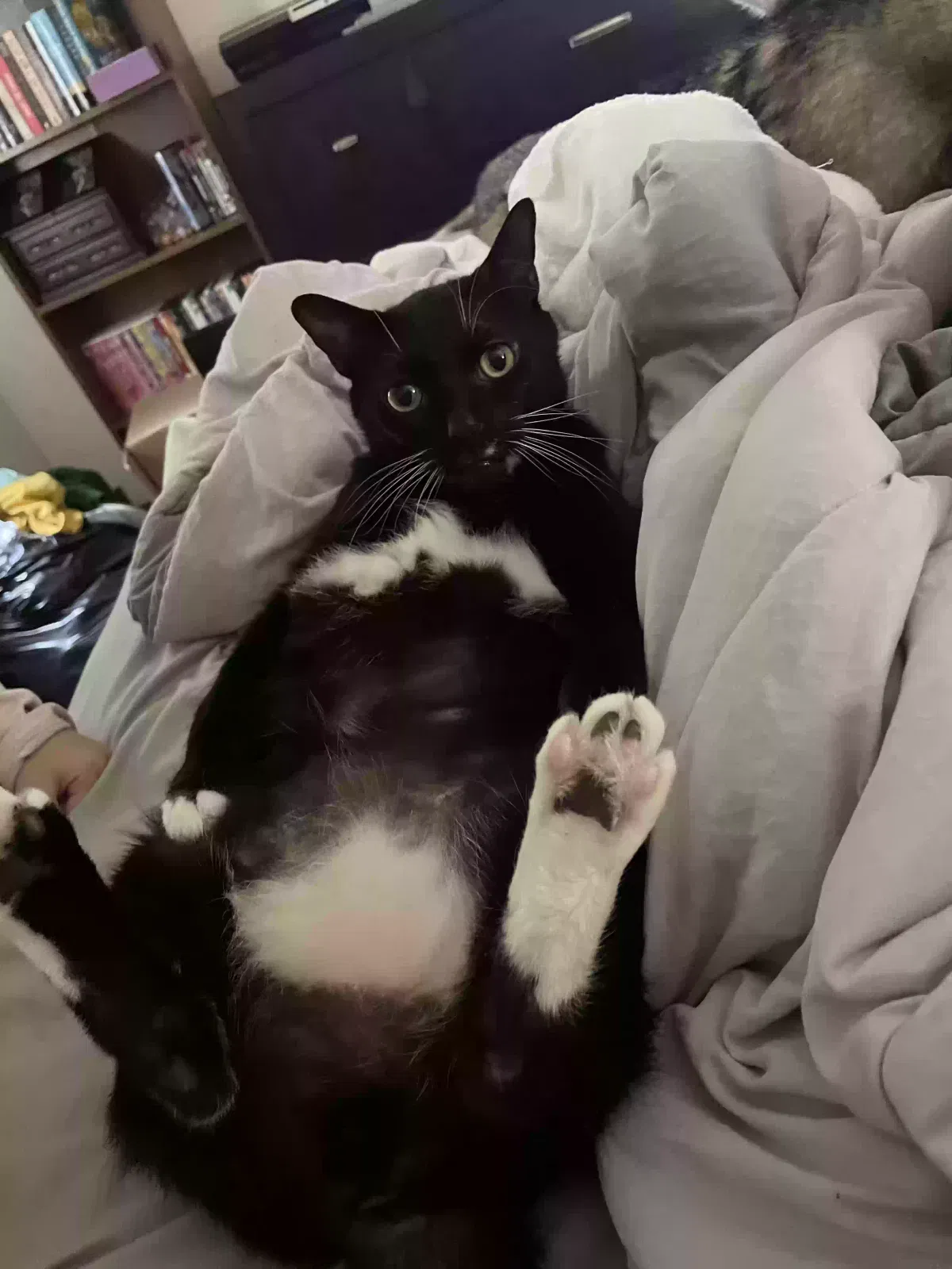 Lost cat in Metamora, OH, 43540