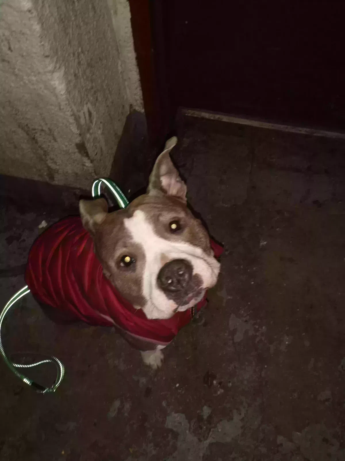 Lost dog in Bronx, NY, 10460