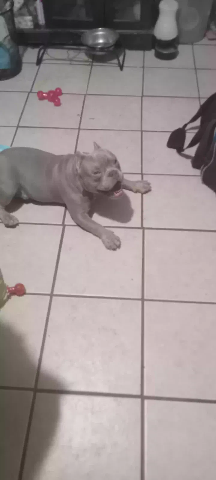 Lost dog in Bronx, NY, 10460