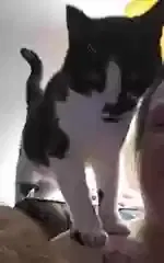 Lost cat in Minneapolis, MN, 55430