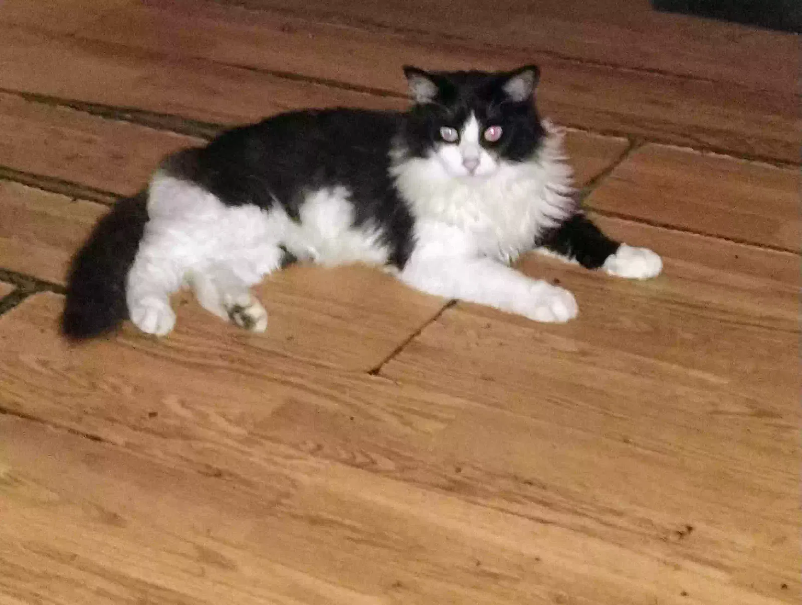 Lost cat in Hixson, TN, 37343