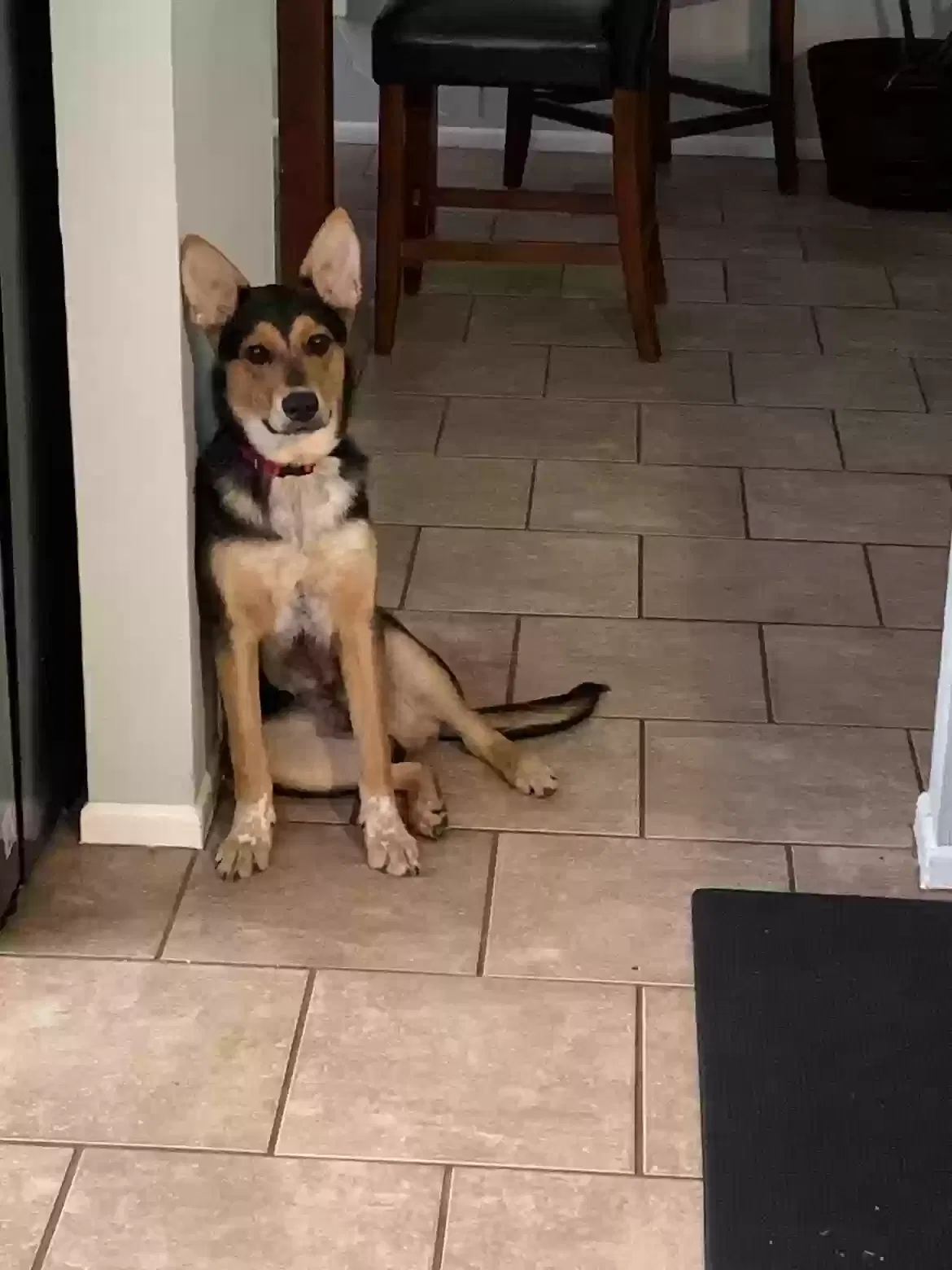 Lost dog in Houston, TX, 77085