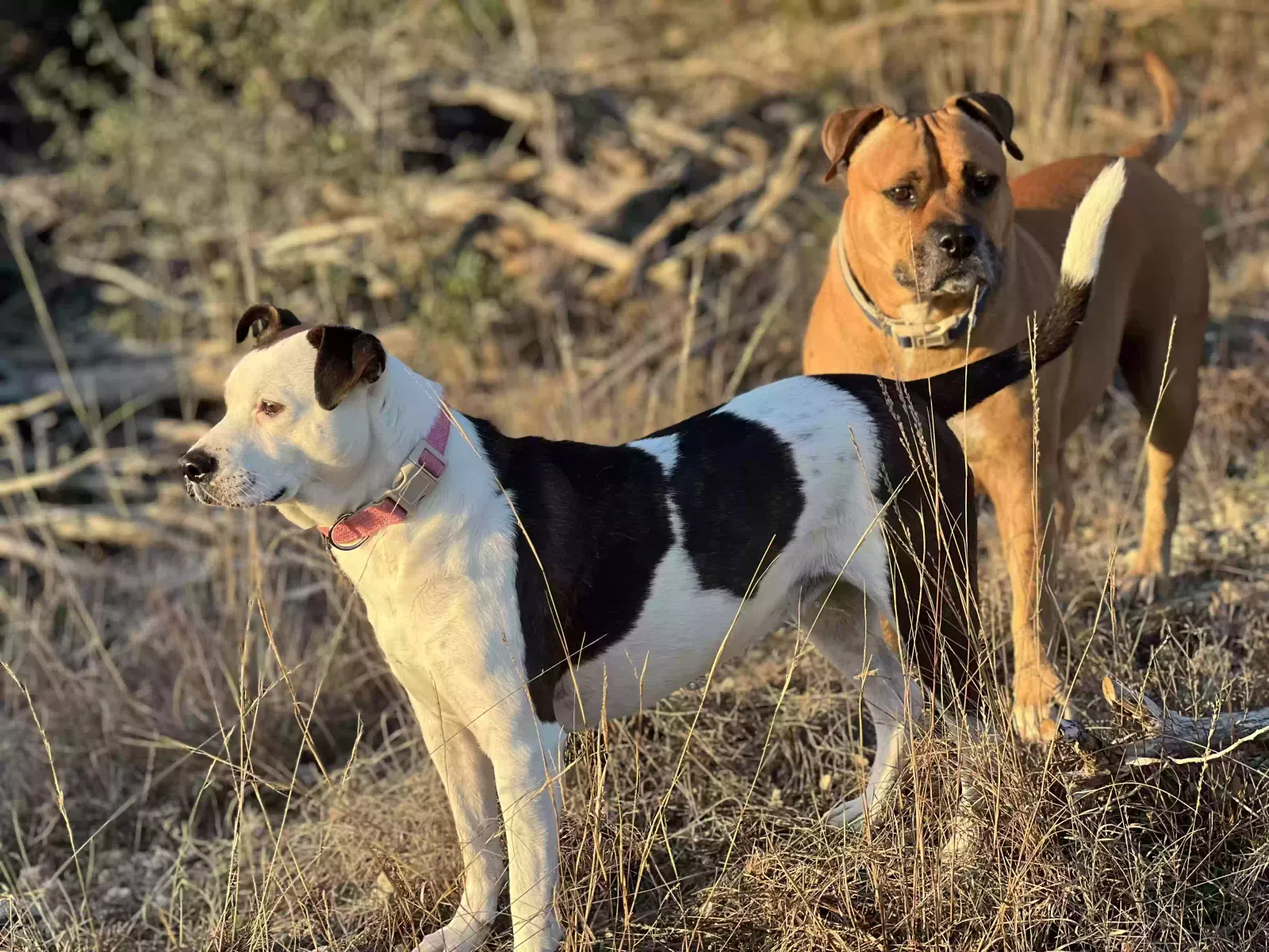 Lost dog in San Antonio, TX, 78255