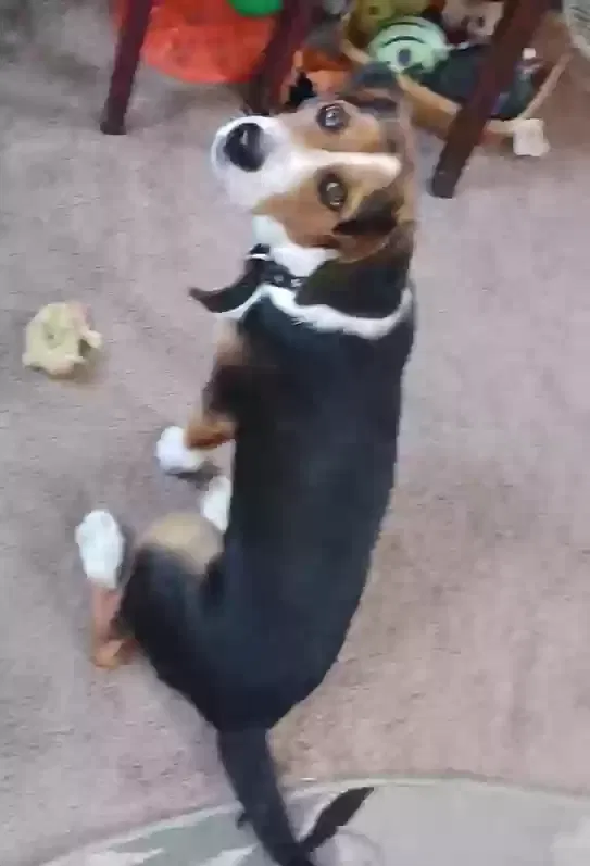 Lost dog in Pendleton, KY, 40055