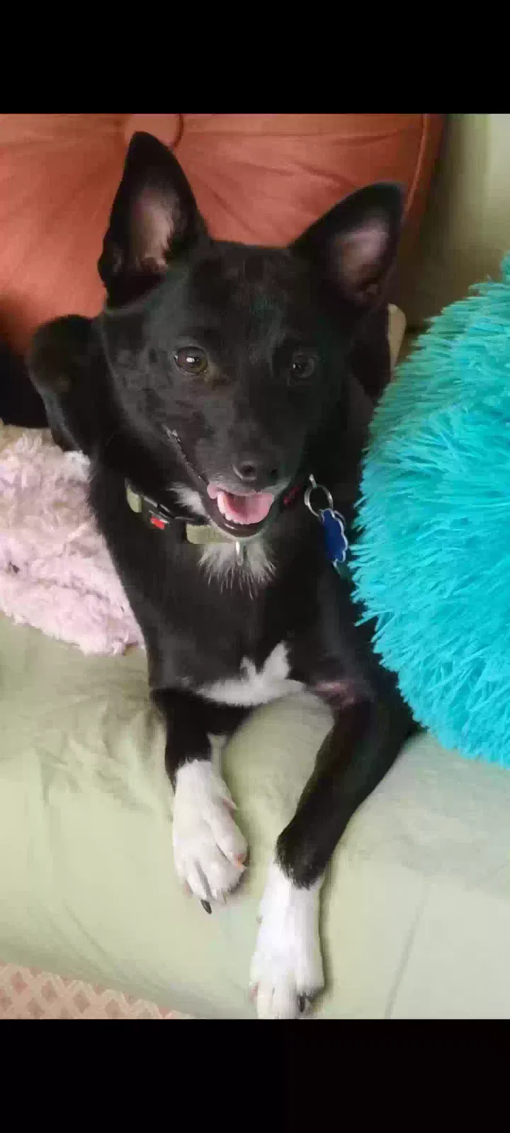 Lost dog in Louisville, KY, 40208