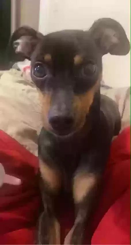 Lost dog in Chicago, IL, 60639