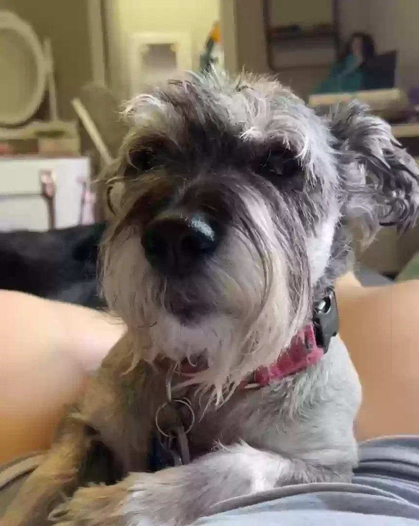 Lost dog in San Antonio, TX, 78254
