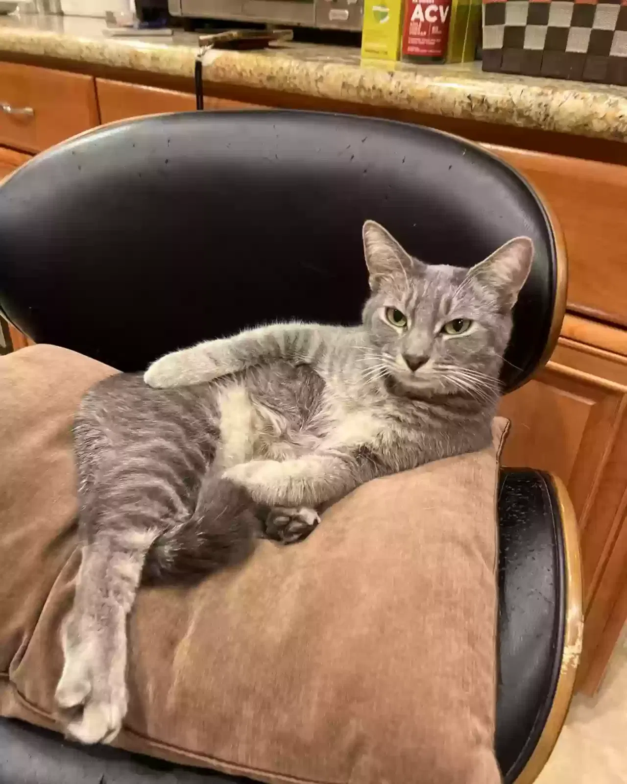 Lost cat in Glendale, CA, 91207