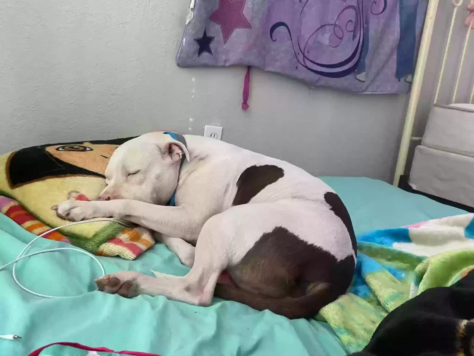Lost dog in Oklahoma City, OK, 73139