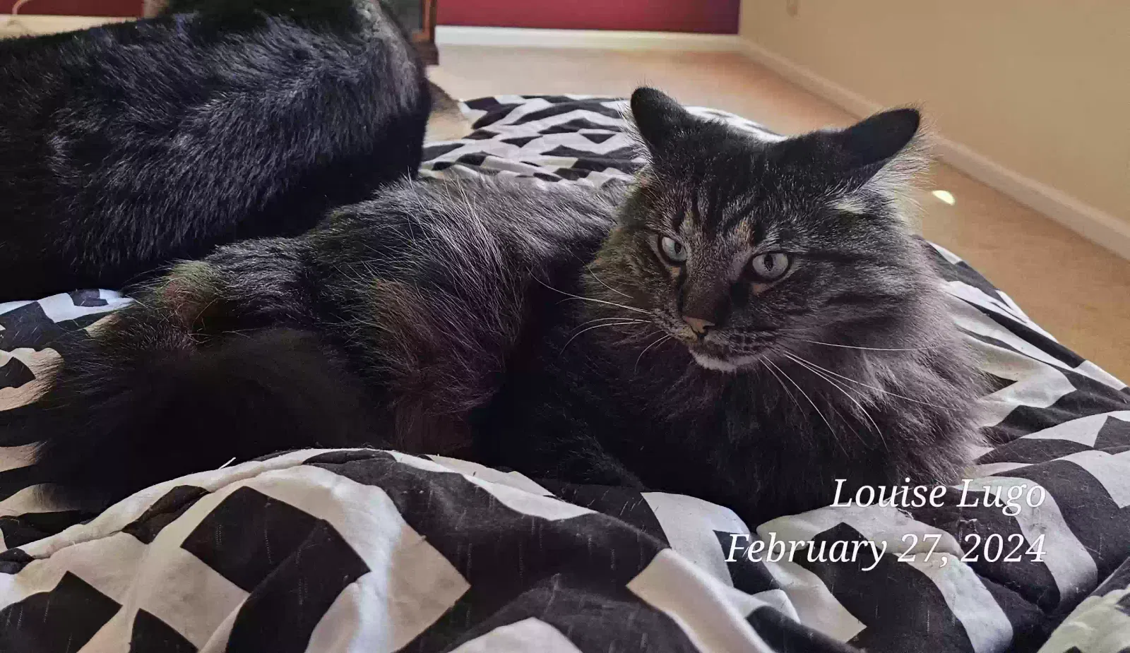 Lost cat in Rio Rancho, NM, 87124