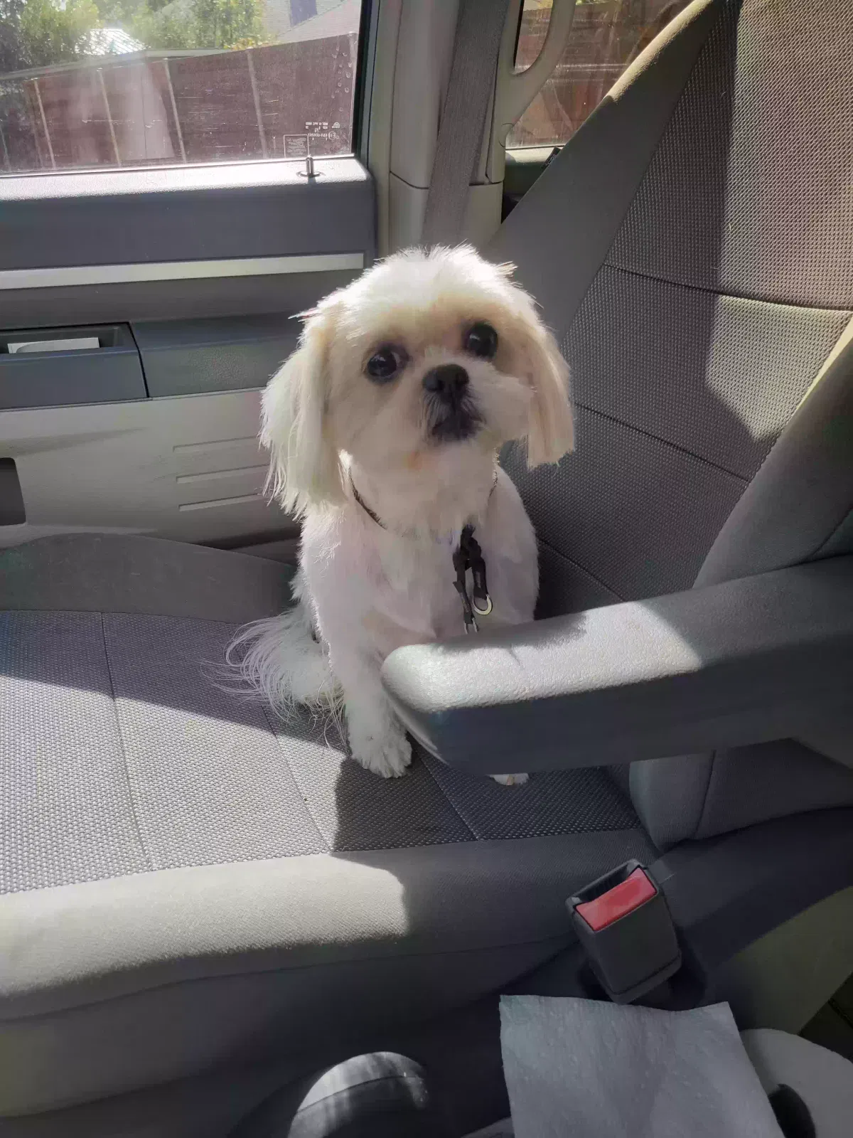 Lost dog in Mckinney, TX, 75069