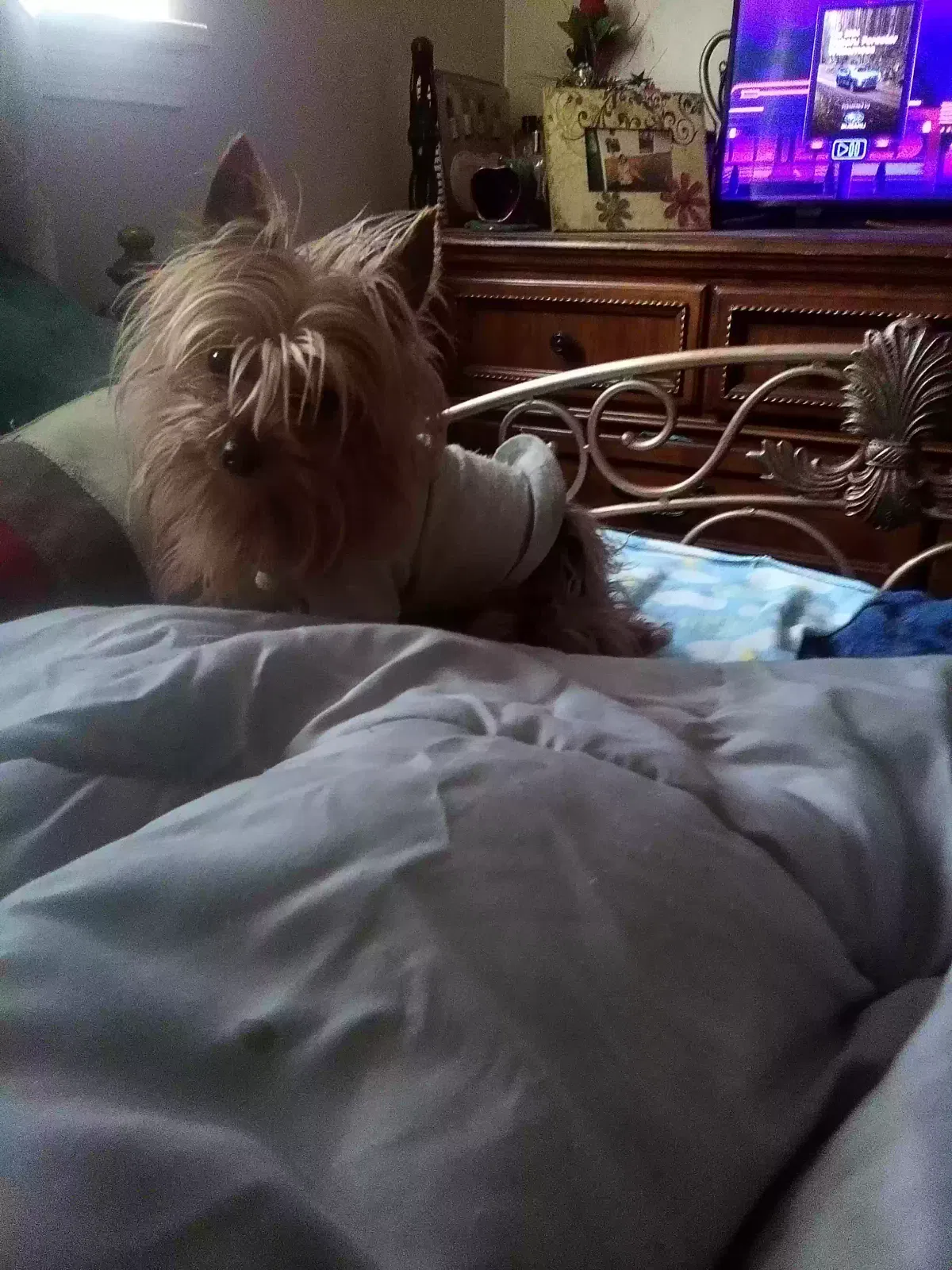 Lost dog in Atlanta, GA, 30349