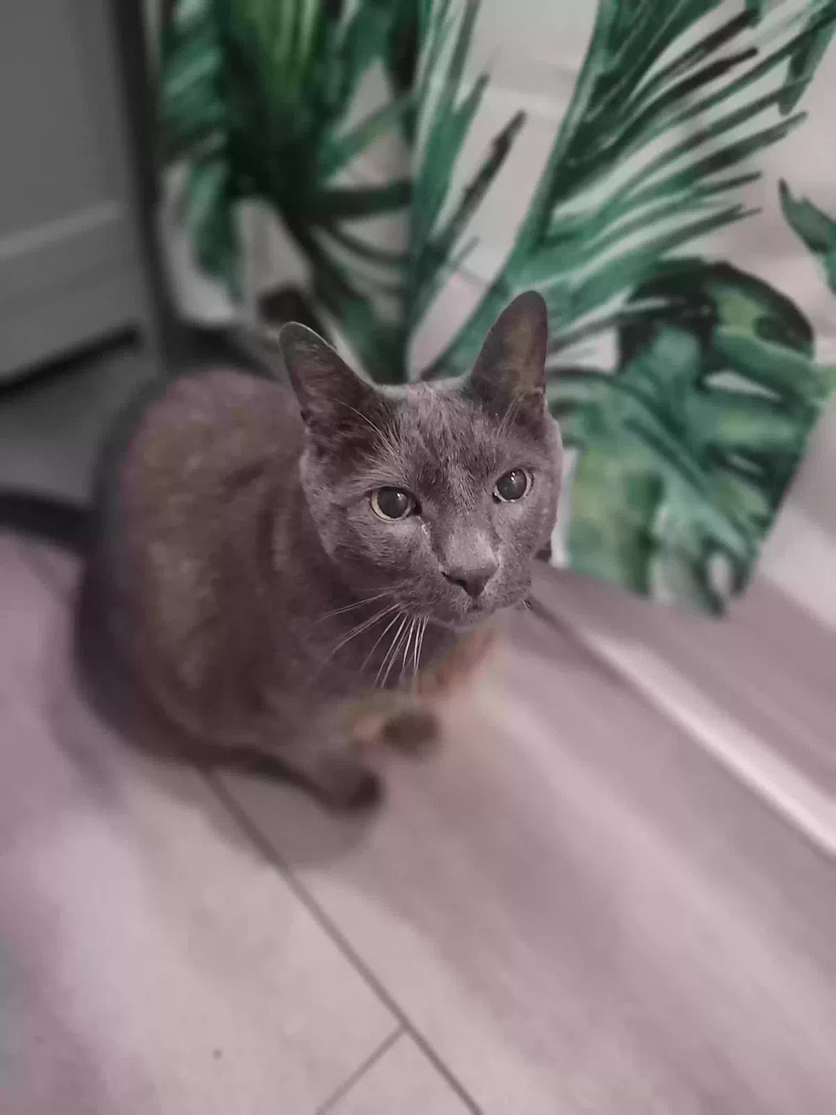 Lost cat in Estacada, OR, 97023