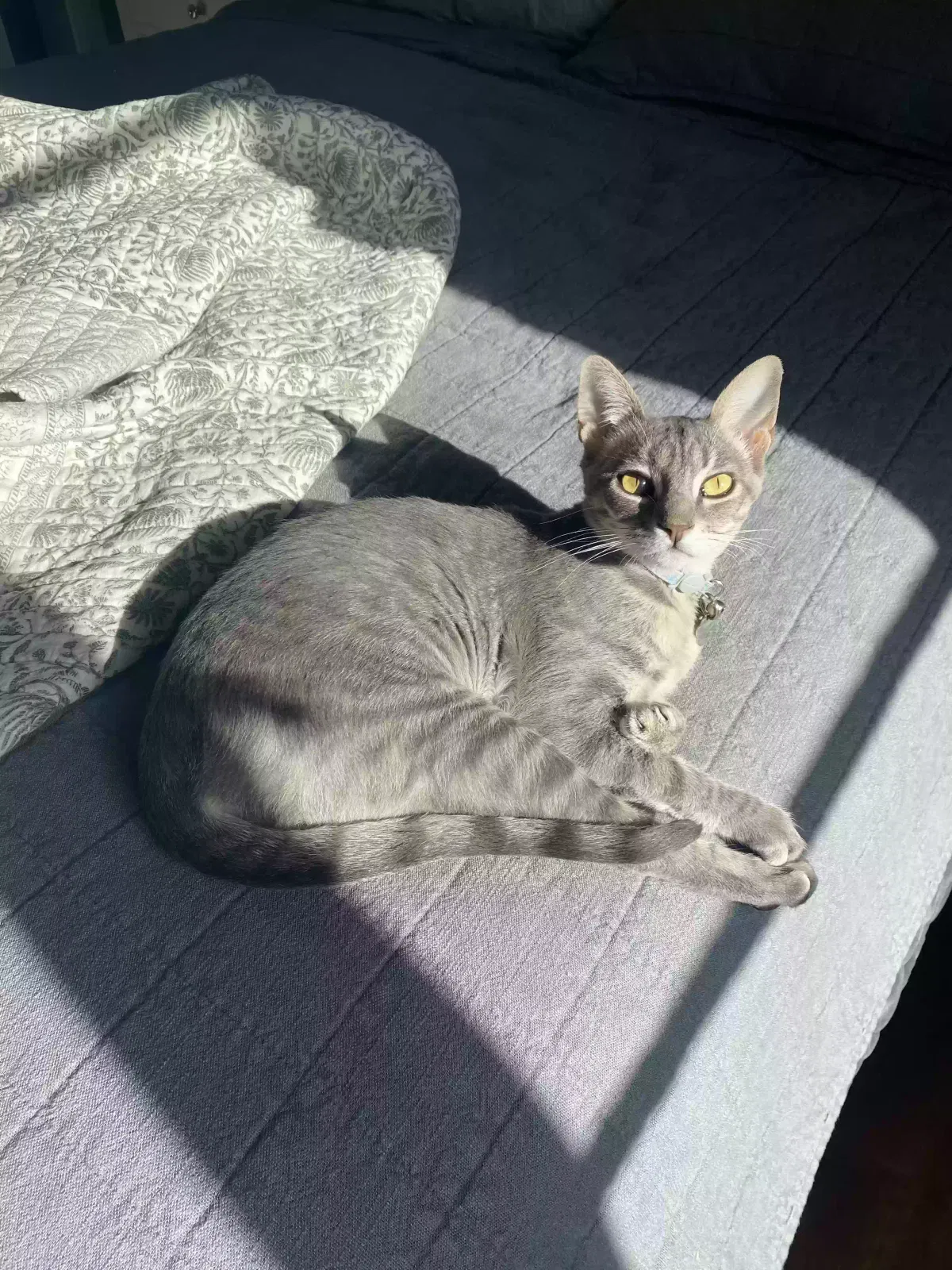 Lost cat in Ione, CA, 95640