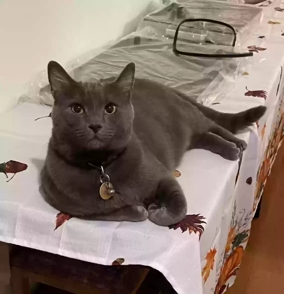 Lost cat in Long Beach, CA, 90815