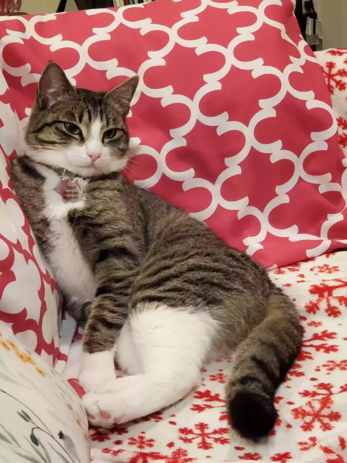 Lost cat in Lynnwood, WA, 98037