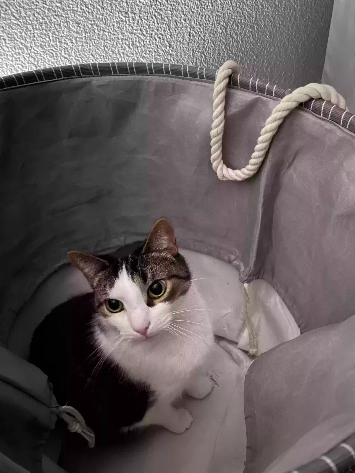 Lost cat in Mission Viejo, CA, 92692