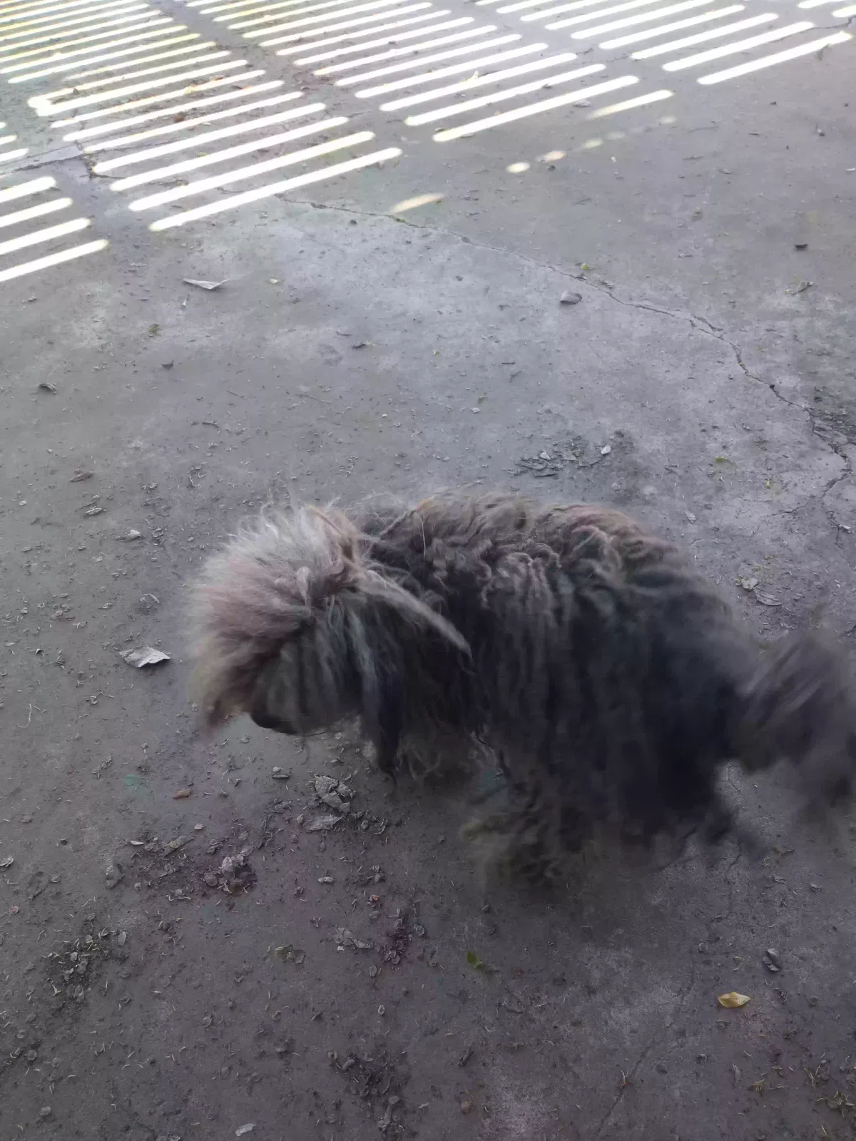 Found dog in Bakersfield, CA, 93305
