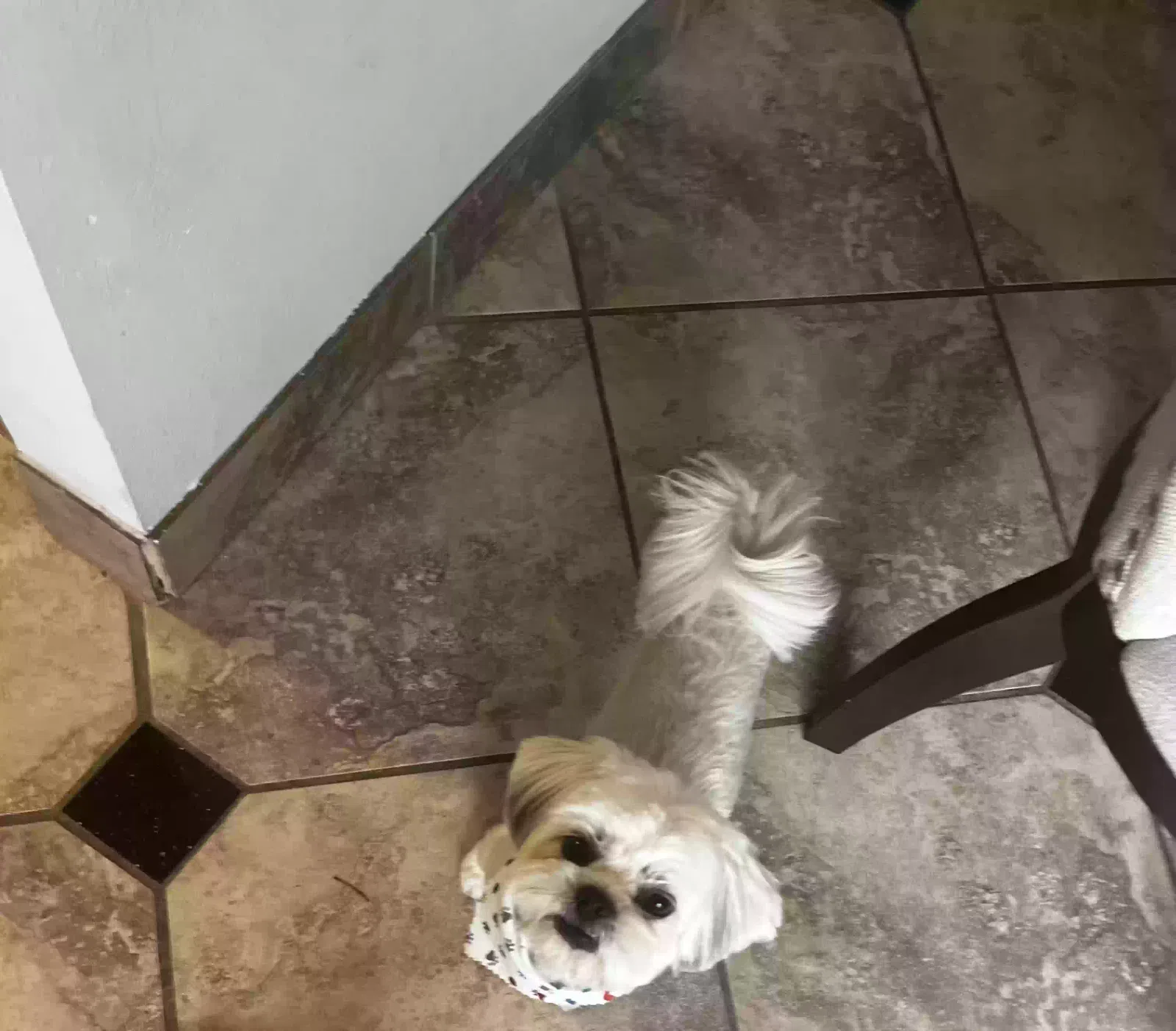 Lost dog in Houston, TX, 77073