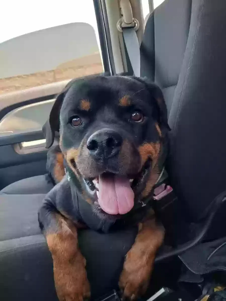 Lost dog in Houston, TX, 77065