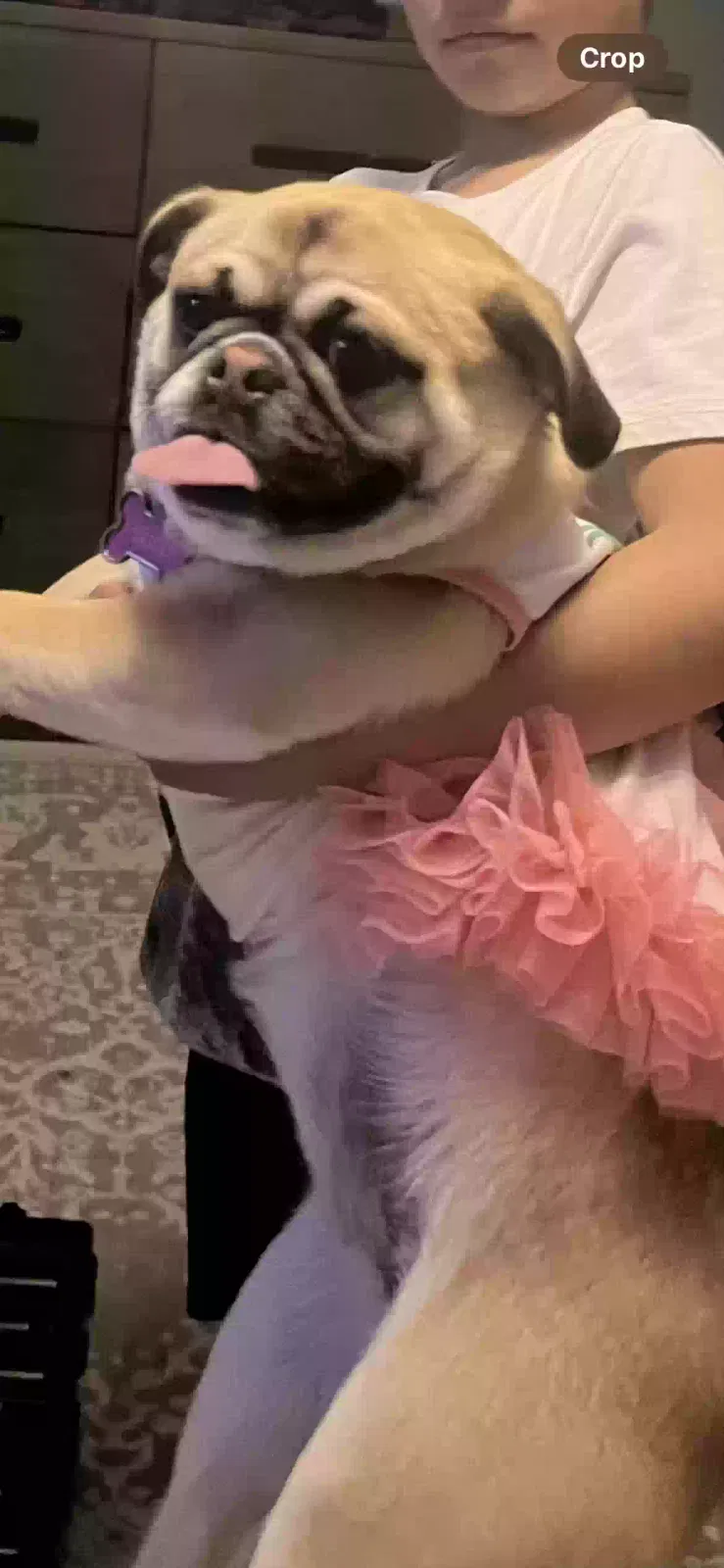 Lost dog in Fort Lupton, CO, 80621