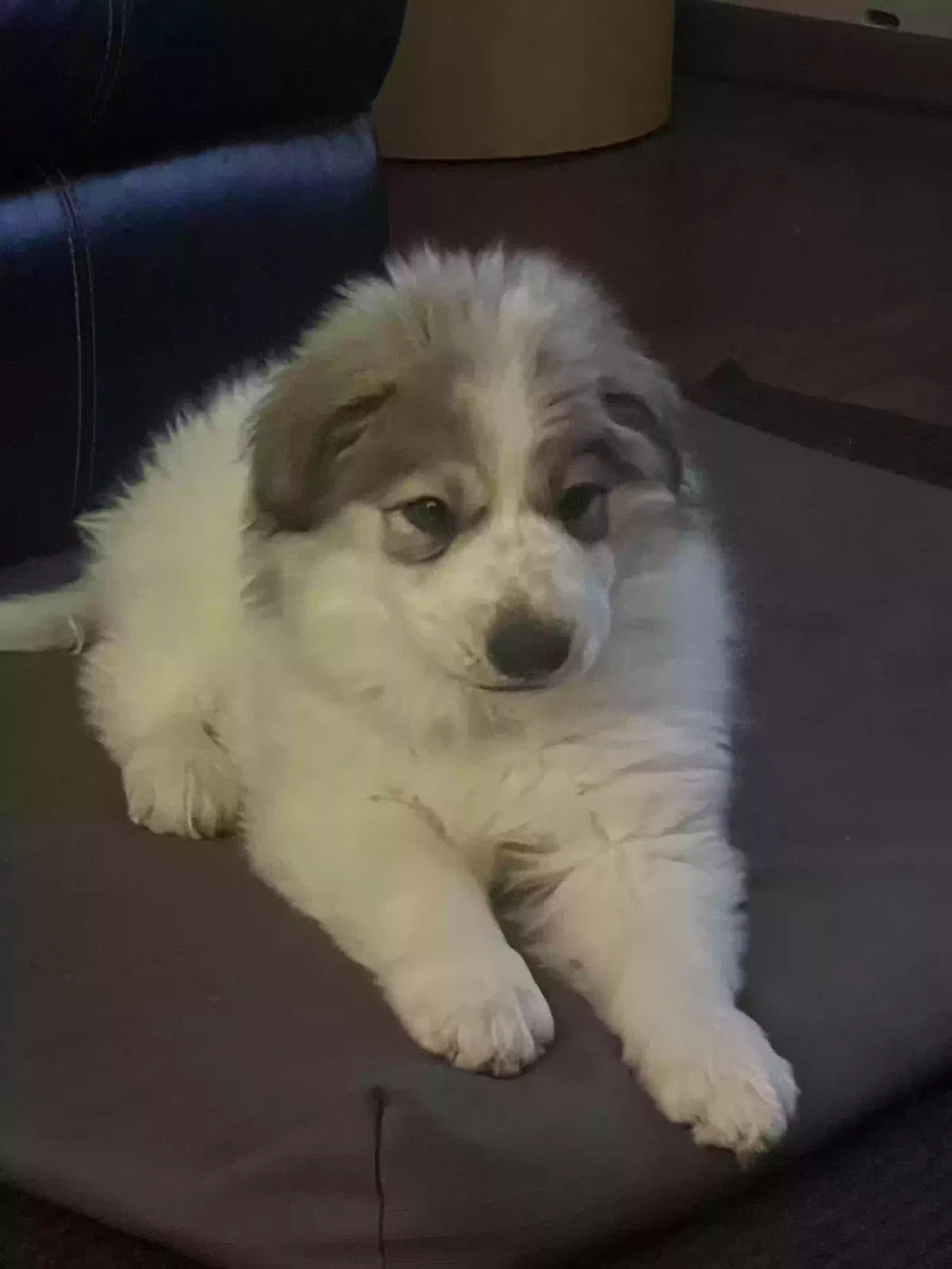 Lost dog in Sheboygan, WI, 53083