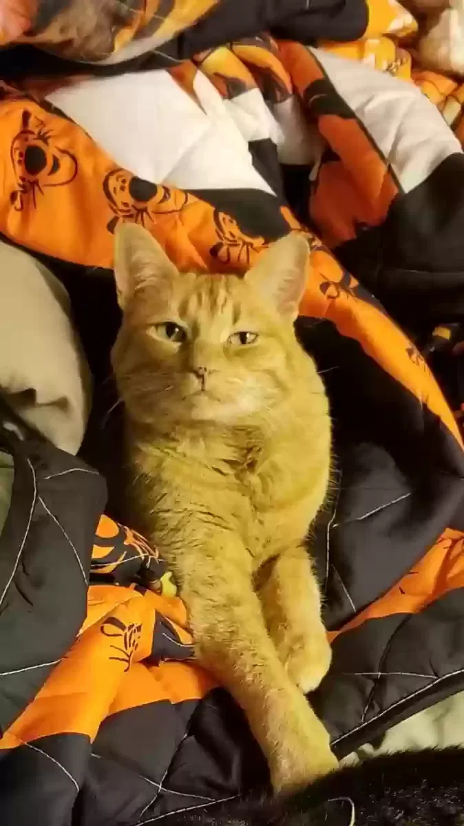 Lost cat in Lake Oswego, OR, 97035