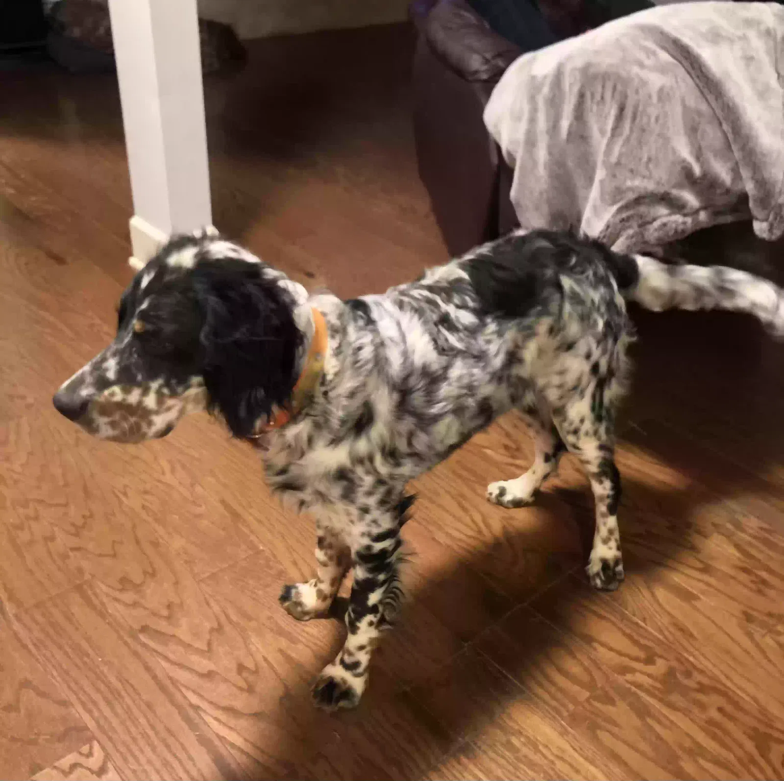 Lost dog in Dadeville, AL, 36853