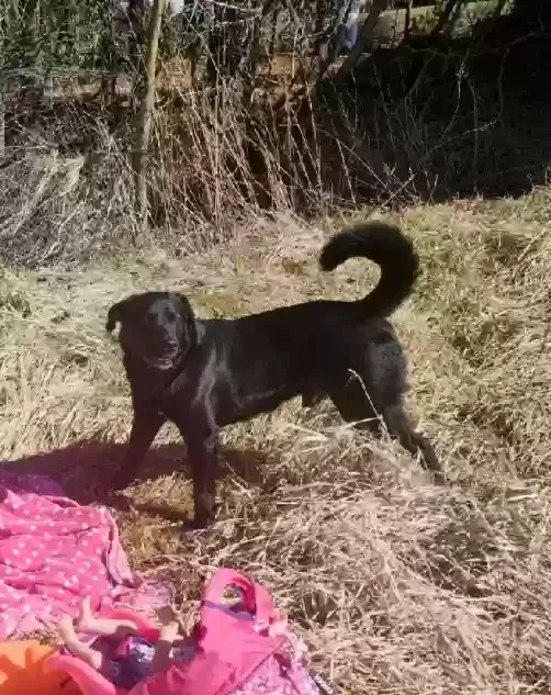Lost dog in Shiloh, OH, 44878