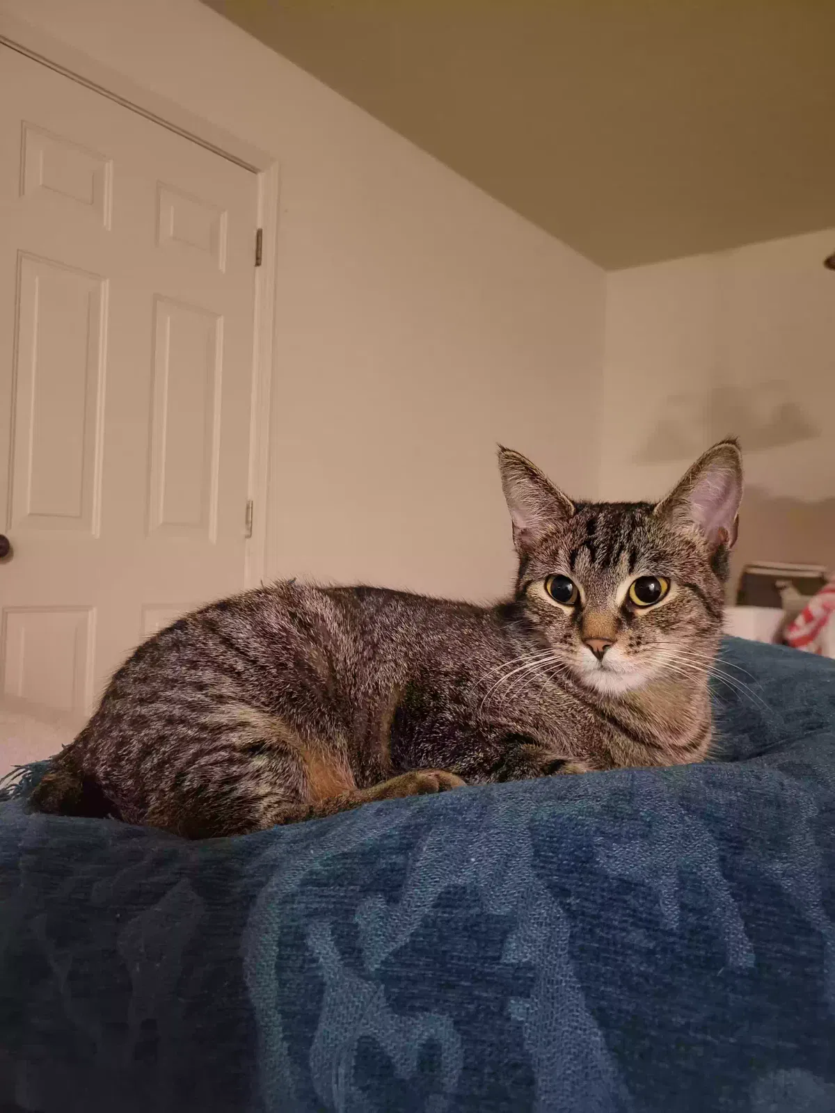 Lost cat in Indianapolis, IN, 46203