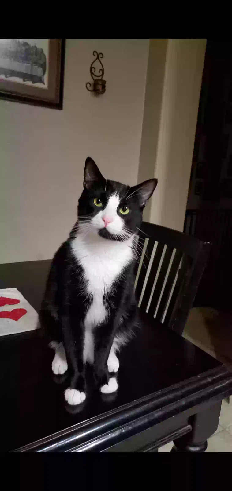 Lost cat in Lodi, CA, 95242