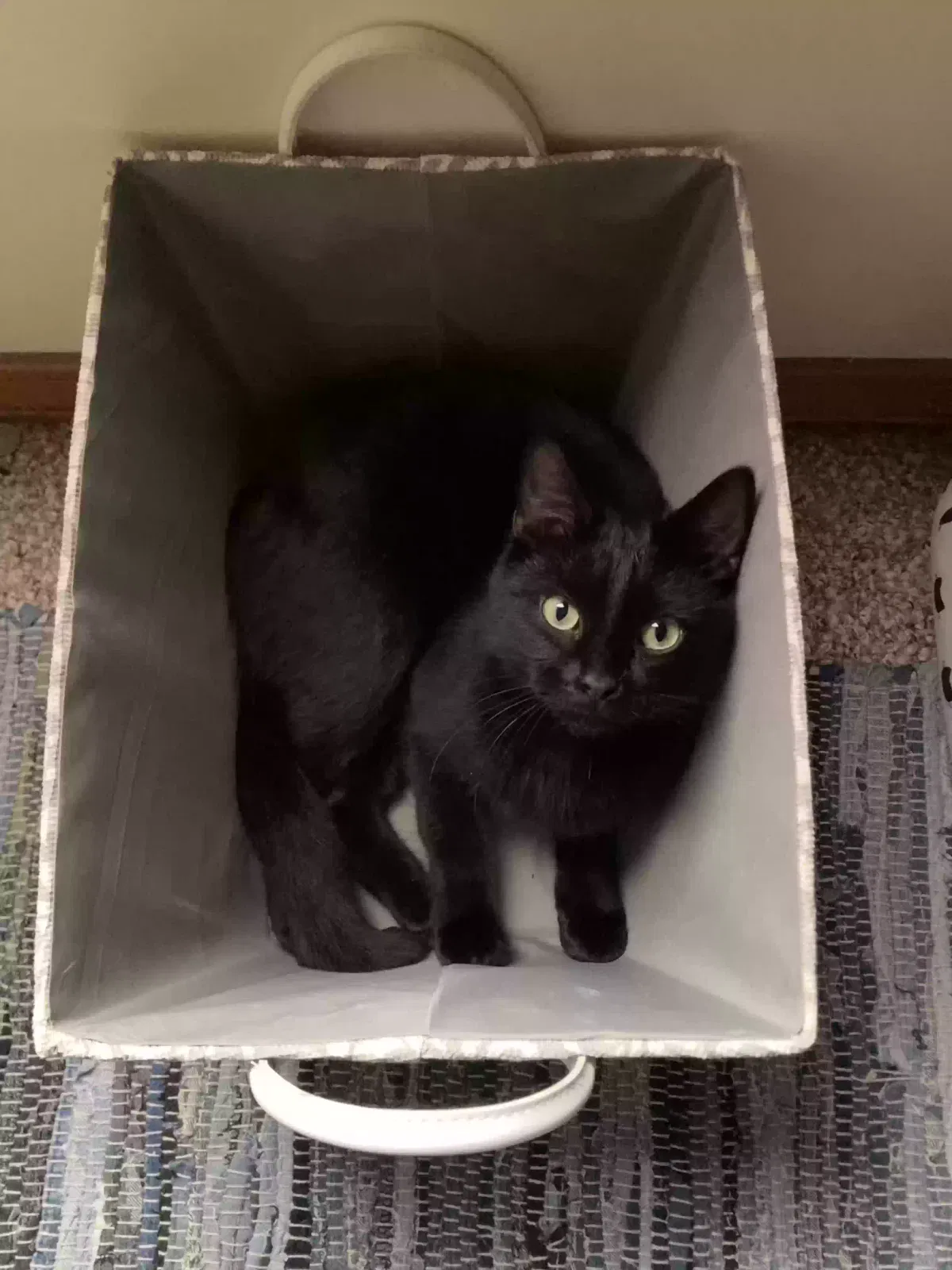 Lost cat in Springfield, MO, 65807