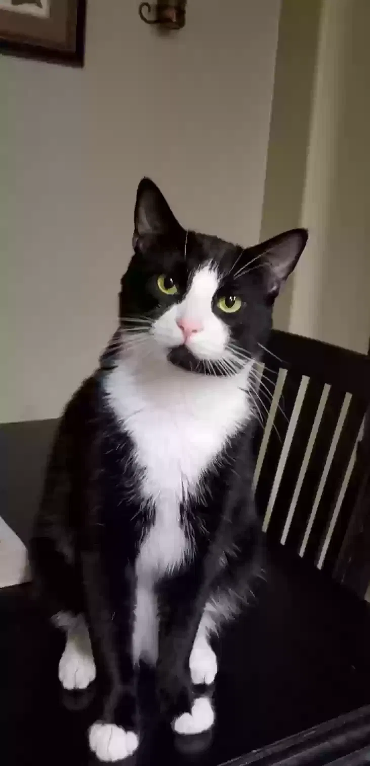 Lost cat in Stockton, CA, 95209