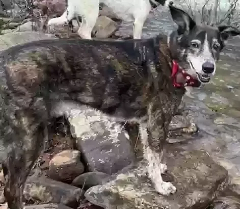 Lost dog in Chattanooga, TN, 37415