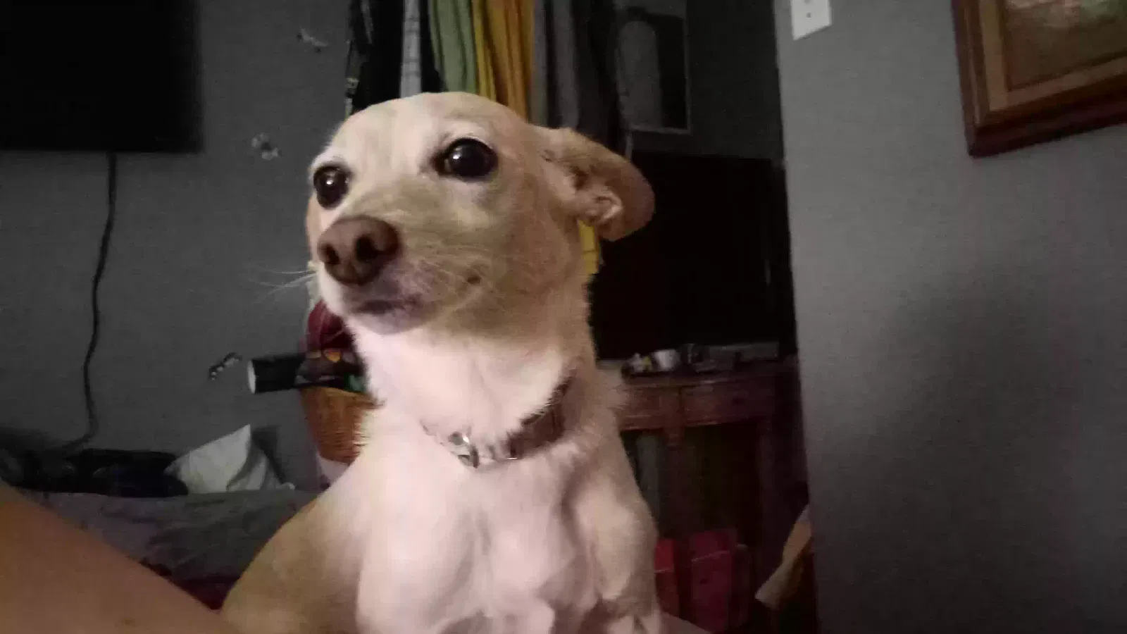 Lost dog in Greenville, TX, 75402