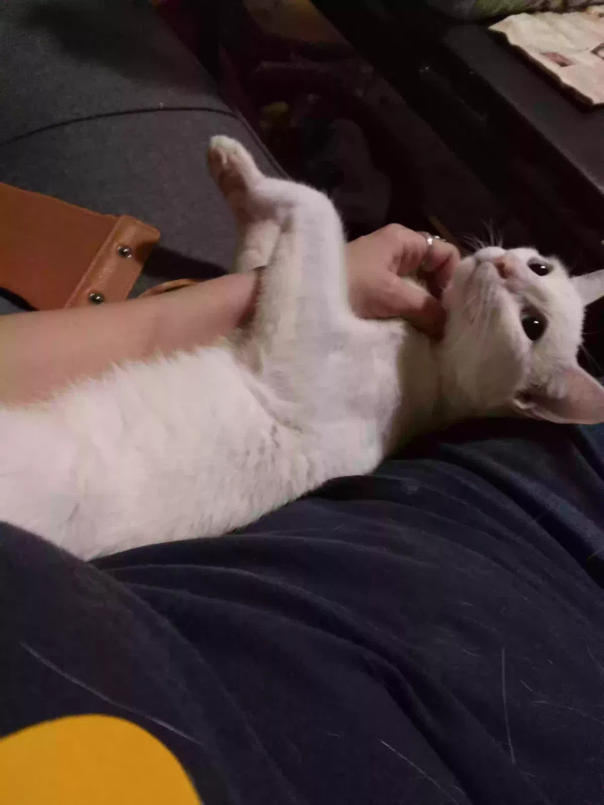 Lost cat in Greenville, TX, 75402
