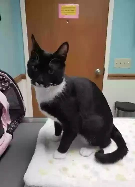 Lost cat in Fletcher, NC, 28732