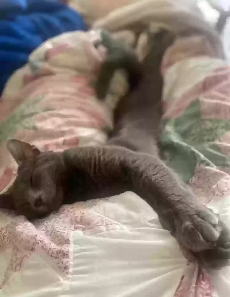 Lost cat in Indianapolis, IN, 46228