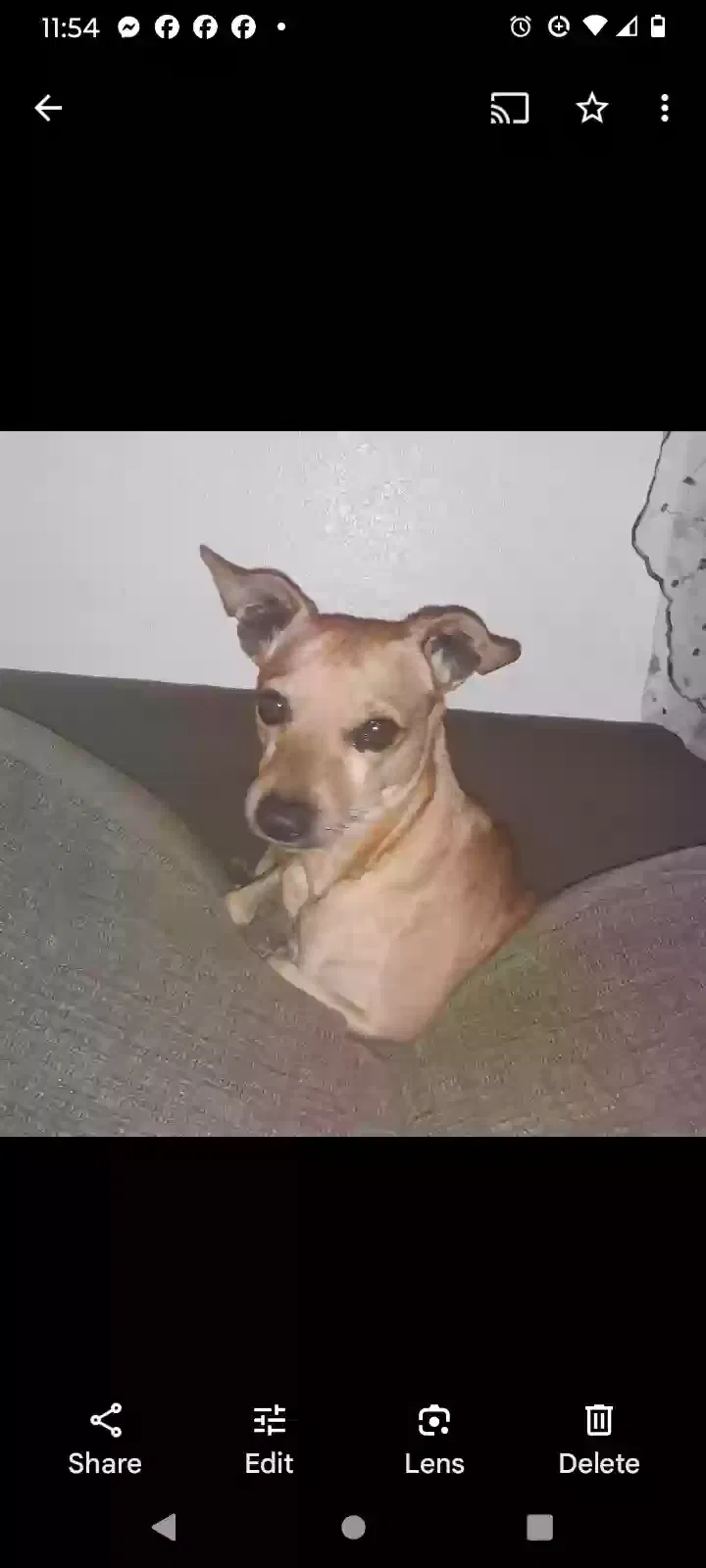 Lost dog in Bakersfield, CA, 93305