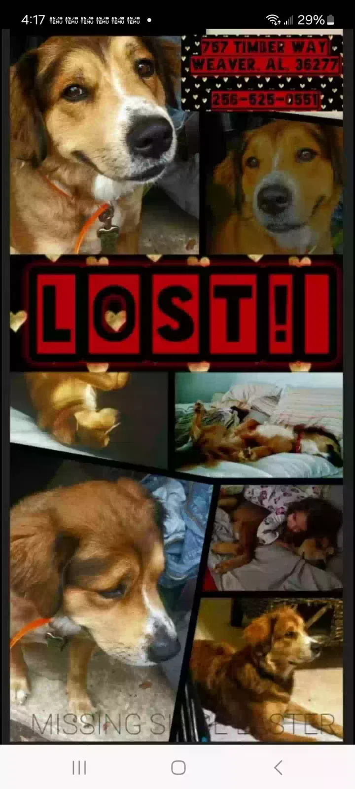 Lost dog in Weaver, AL, 36277